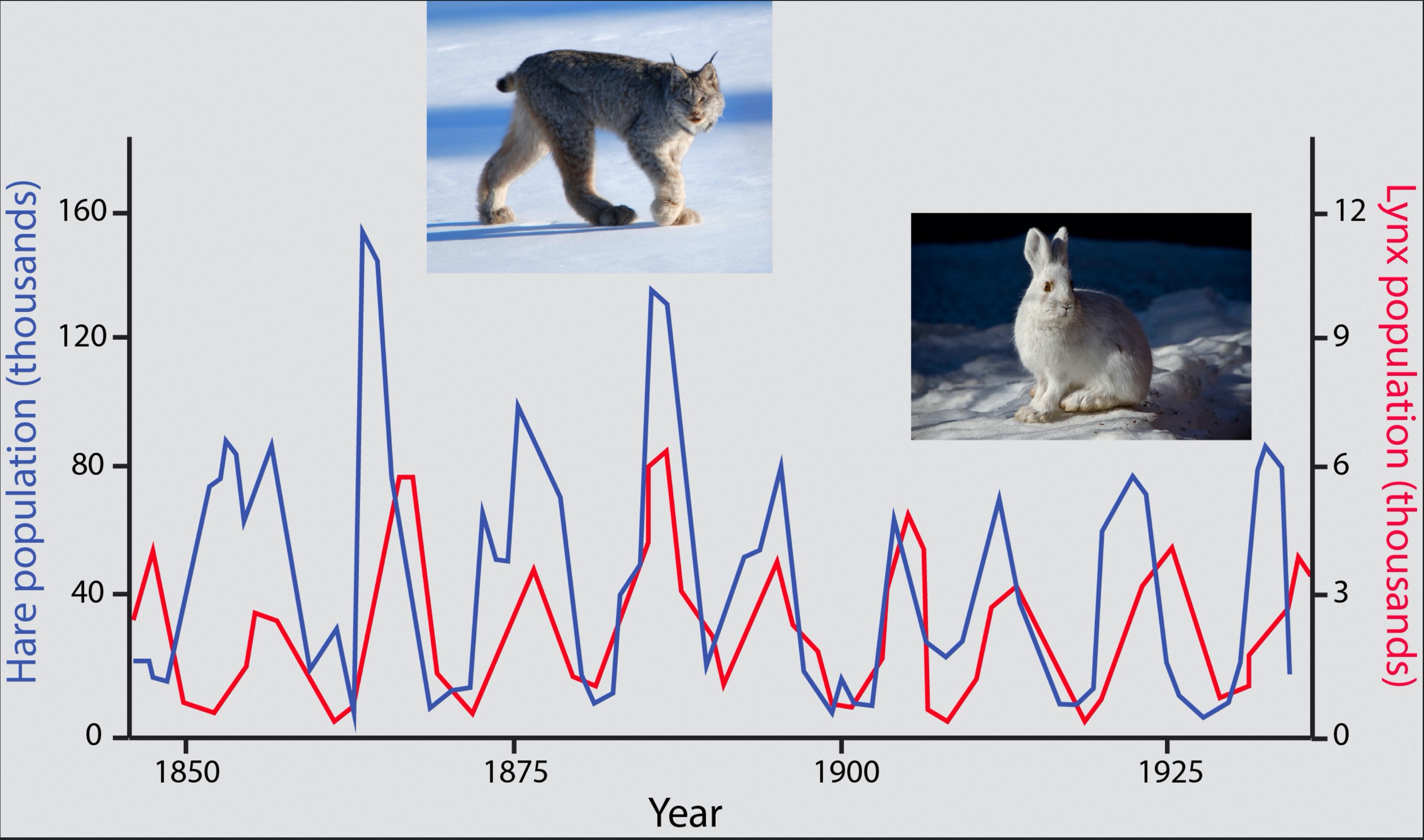 A chart showing a cat and a rabbit
Description automatically generated